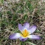 Crocus imperati Цвят