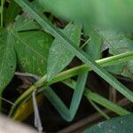 Imperata cylindrica Leaf