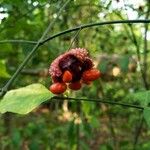 Euonymus americanus 果実