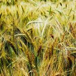 Hordeum vulgare Плод