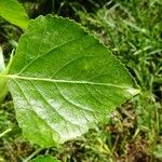 Populus nigra Leaf