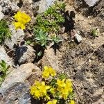 Draba aizoides Kukka