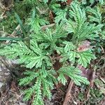 Selaginella martensii 叶