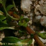 Ludwigia palustris Flower