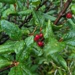 Shepherdia canadensis Ffrwyth