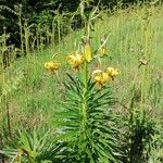 Lilium pyrenaicum Habitatea