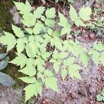 Actaea rubra पत्ता