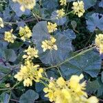 Brassica barrelieri Fleur