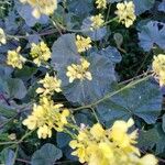 Brassica barrelieri Flower