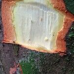 Cyrtogonone argentea Rinde