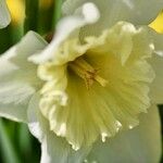 Narcissus × incomparabilis Květ