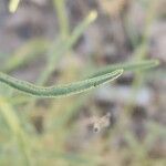 Haplophyllum tuberculatum Leaf