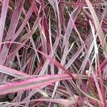 Pennisetum setaceum Folha