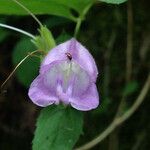 Nothochelone nemorosa Λουλούδι
