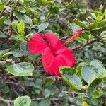 Hibiscus rosa-sinensis Muu