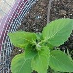 Ocimum campechianum Leht