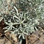 Artemisia thusculaLapas