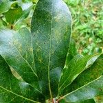 Quercus marilandica Hoja