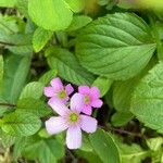 Oxalis violaceaFloare