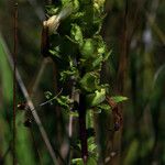 Pedicularis lanceolata Fleur