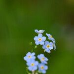 Myosotis nemorosa Flor