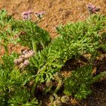 Pseudorlaya pumila Flor