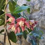 Hoya imperialis 花