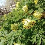 Corydalis nobilis Blüte