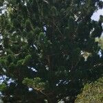 Araucaria cunninghamii Folha