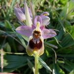 Ophrys tenthredinifera Цвят