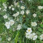 Rosa moschata Floare