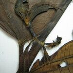Miconia racemosa Beste bat