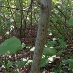 Cornus sanguinea 樹皮