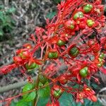 Clerodendrum japonicumFloro