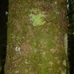 Abarema mataybifolia बार्क (छाल)