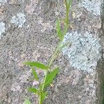 Scutellaria racemosa Deilen