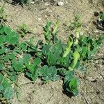 Aristolochia fontanesii Elinympäristö