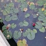 Nymphaea candida Други