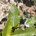 Quercus chrysolepis Yaprak