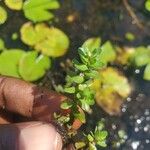 Rotala stagninaLeaf