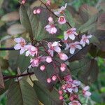 Prunus sargentii Blüte