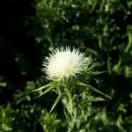 Cirsium oleraceumЦветок