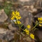 Sisymbrella aspera Blomma