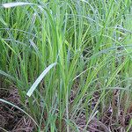 Carex emoryi आदत