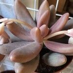 Pachyphytum kimnachii Leaf