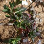 Iberis procumbens Habitat