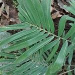 Zamia integrifolia Blad