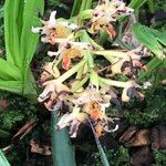 Xylobium variegatum फूल