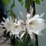 Epiphyllum oxypetalumFlors