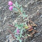 Epilobium latifolium Kwiat